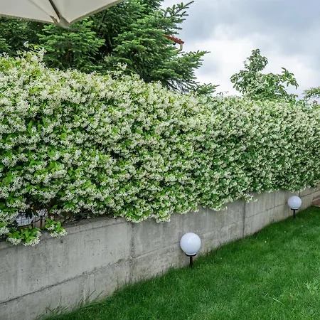 Panorama Luxury With Garden 2 Appartement *